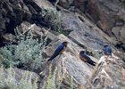 Boerenzwaluw (Egyptische) (Hirundo rustica savignii) - Kharkhorin 16-08-2016 (3)